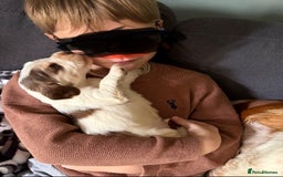 Cocker Spaniel dogs for sale: 🩷Stunning chocolate sable roan show type cocker🩷 - Advert 25