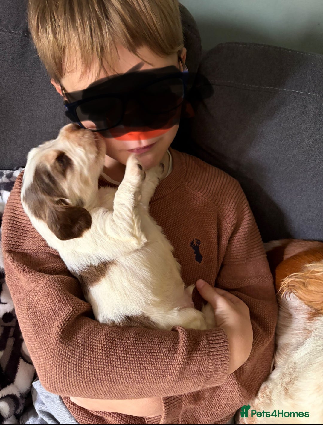 Cocker Spaniel dogs for sale: 🩷Stunning chocolate sable roan show type cocker🩷 - Advert 25