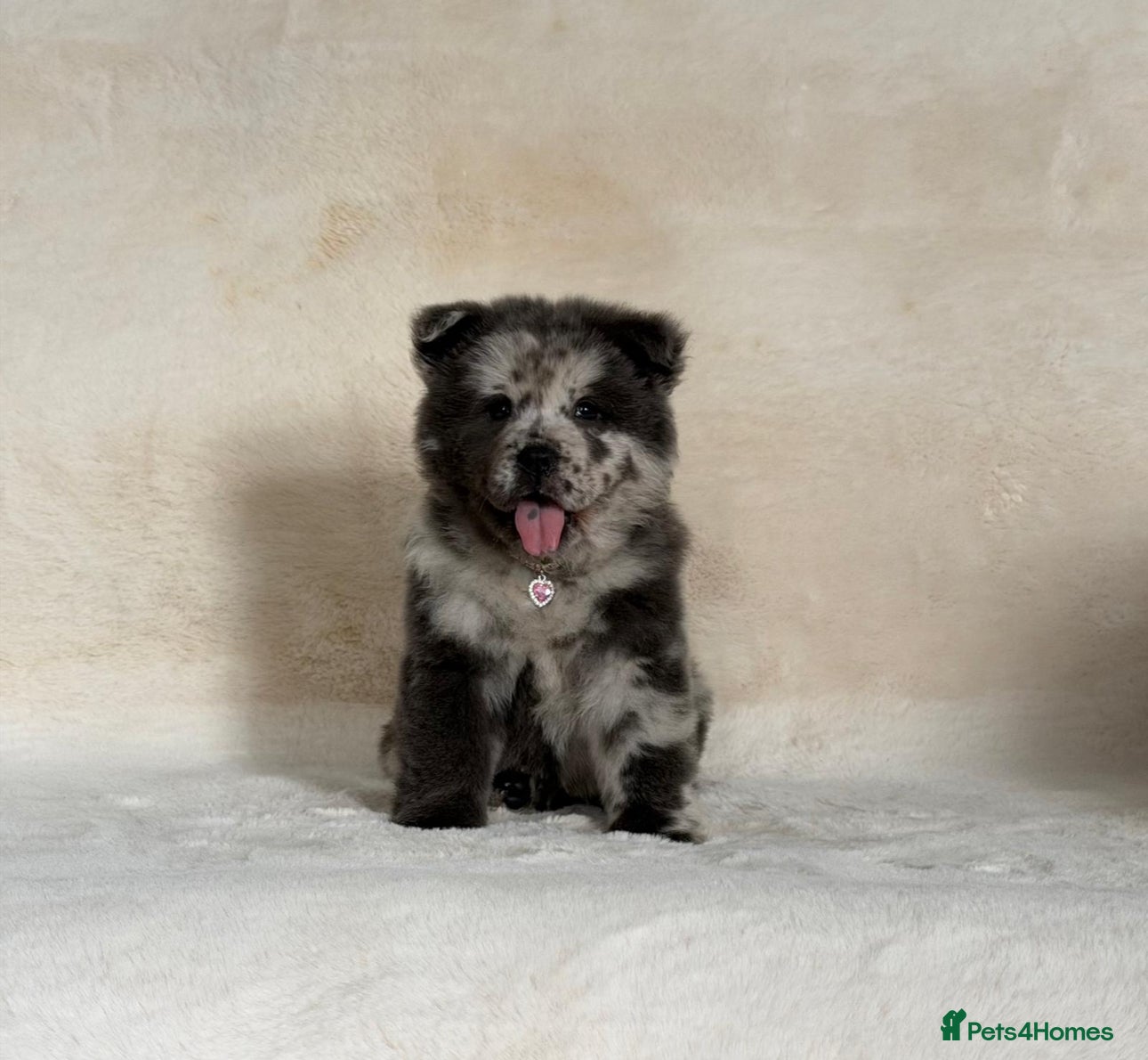 Chow Chow dogs Exotic colour pure chow chow puppies for sale  - Advert 2