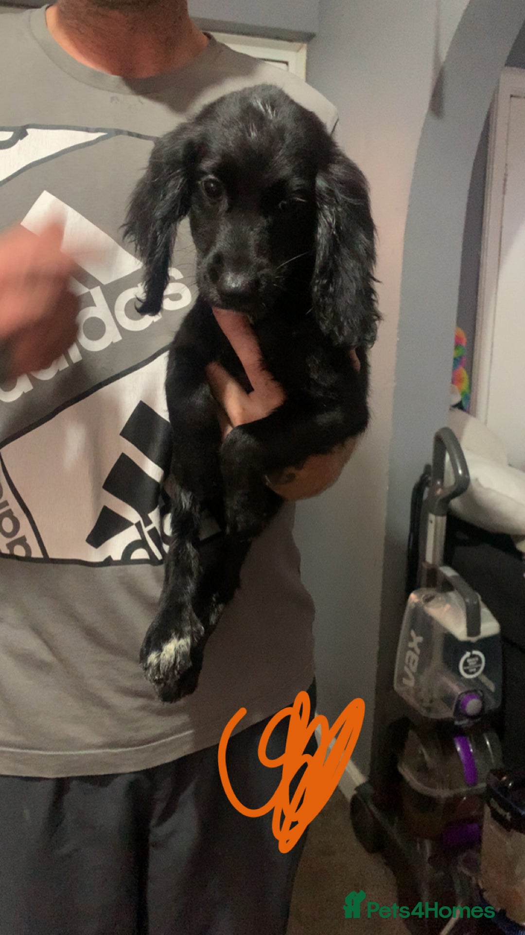 Cocker Spaniel dogs for sale: 3 cocker spaniel girls - Image 1