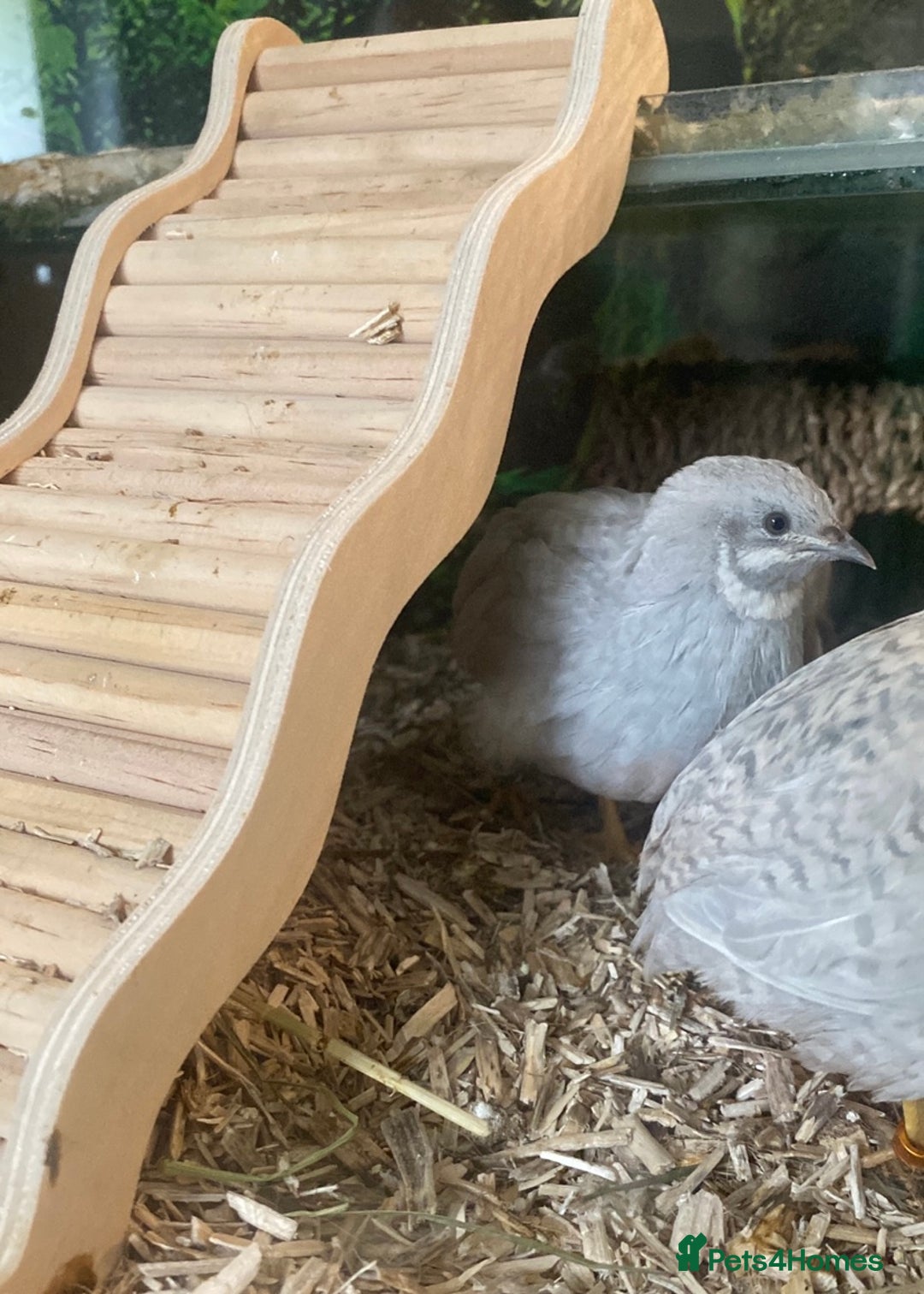 Quail poultry for sale: Beautiful Button Quail Chicks (CPQ, King) - Image 9