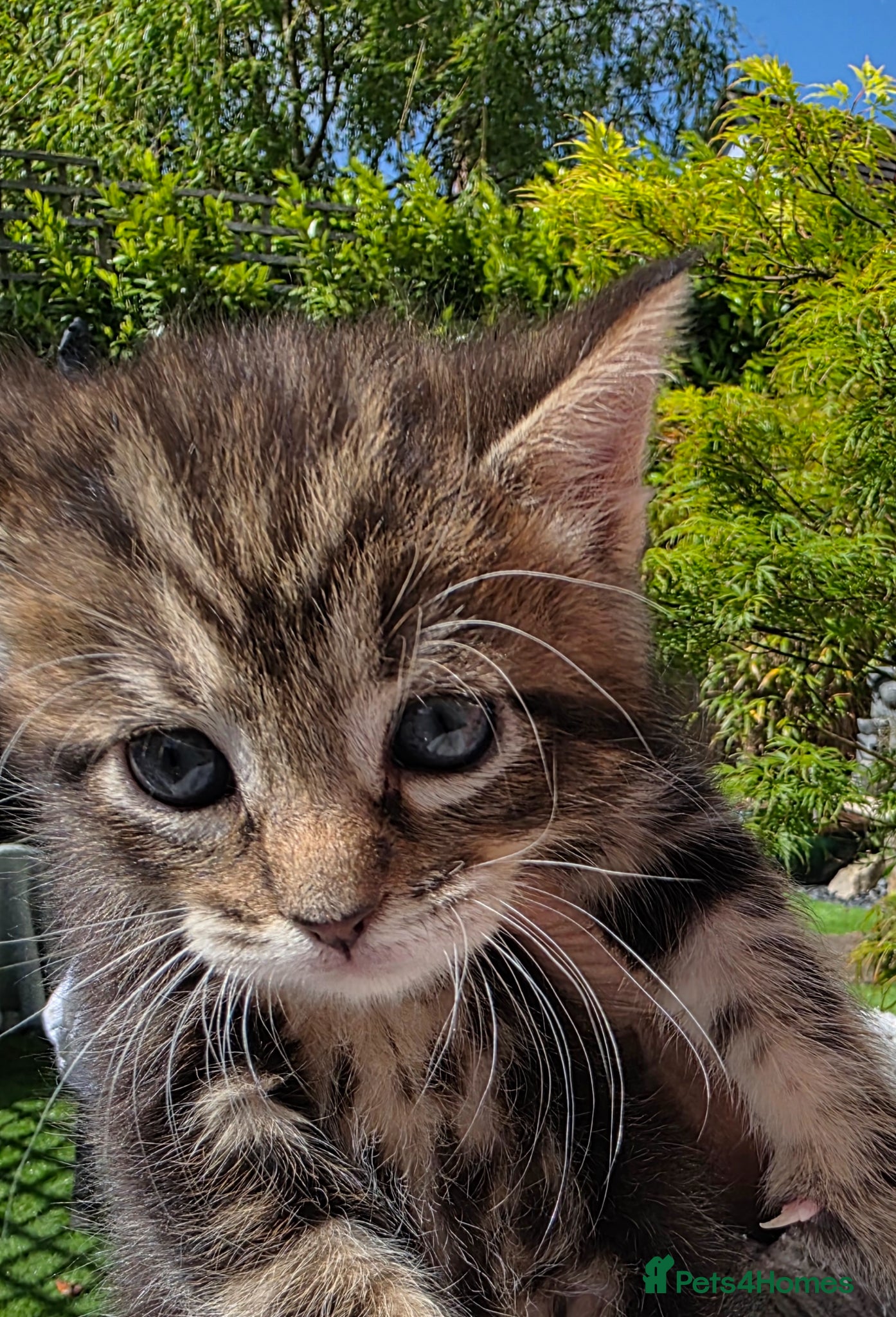 Mixed Breed cats Half Main Coon kittens - Advert 12