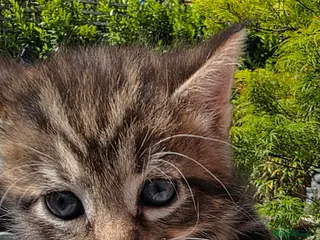 Mixed Breed cats Half Main Coon kittens - Advert 13