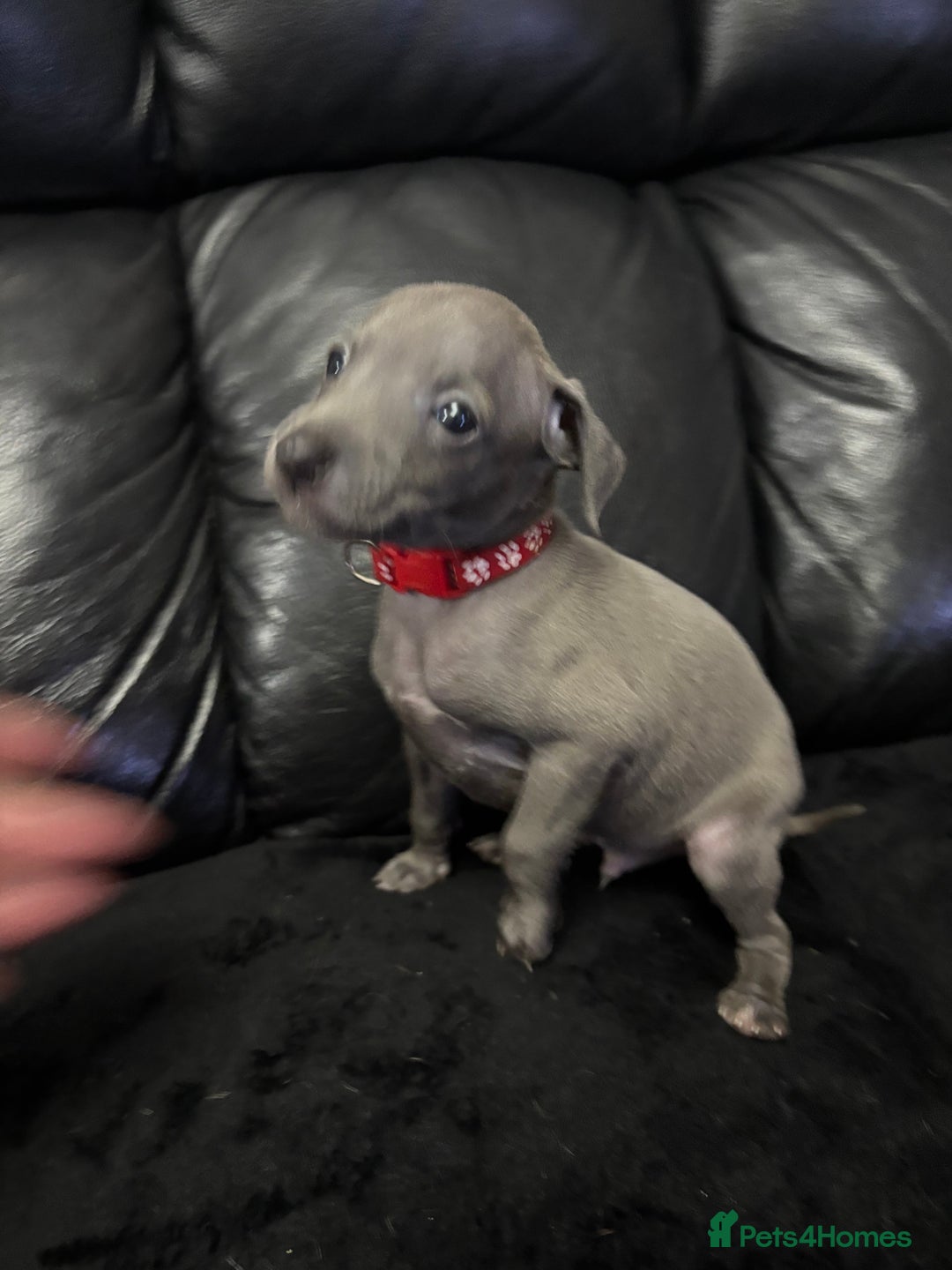 Italian Greyhound dogs for sale: Beautiful Italian Greyhound puppies - Image 6