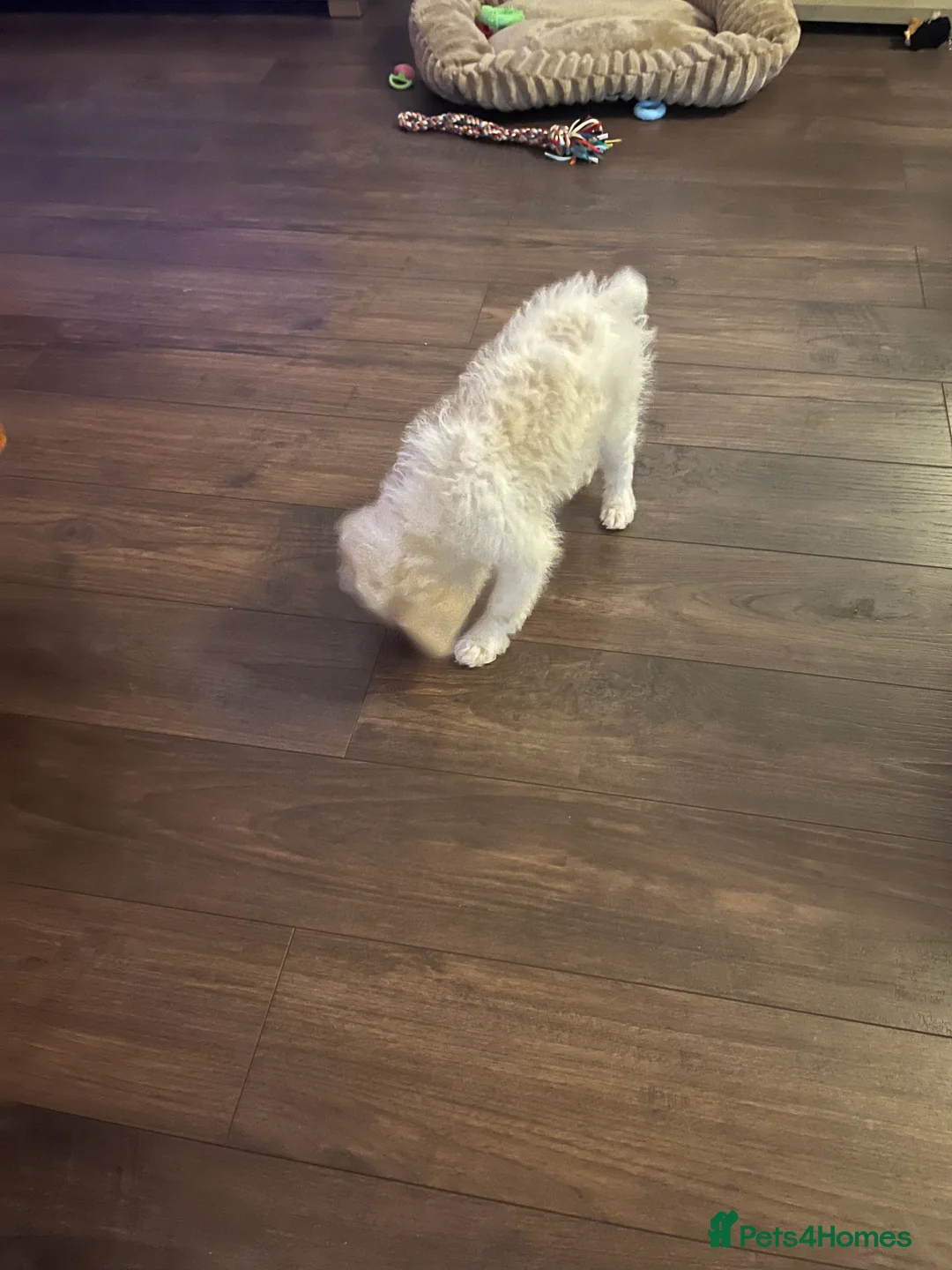 Mixed Breed dogs for sale: Cavapoochon  in Greenford - Advert 2