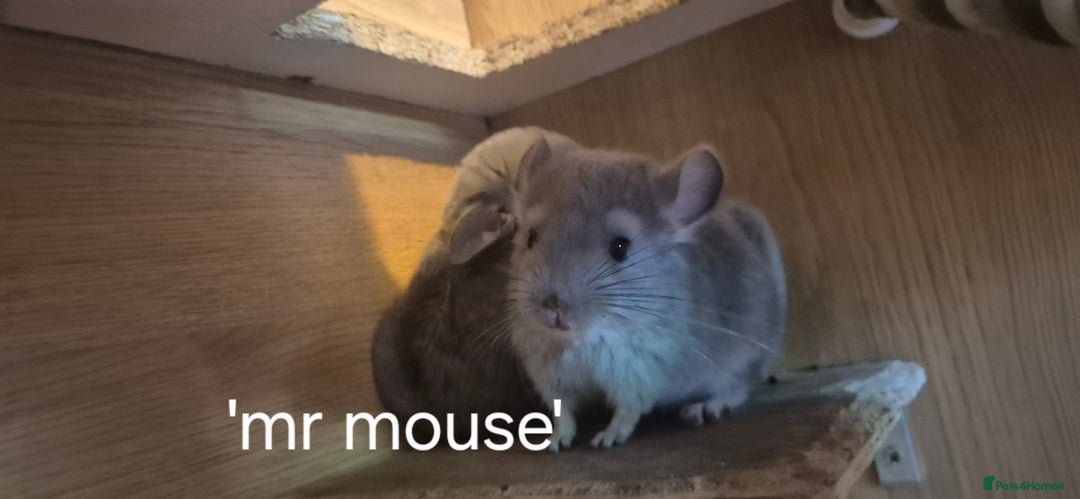 Chinchilla rodents for sale: Beautiful violet boys  - Image 4
