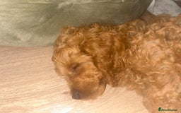 Cockapoo dogs for sale: Male cockapoo puppy 10 weeks old - Image 4