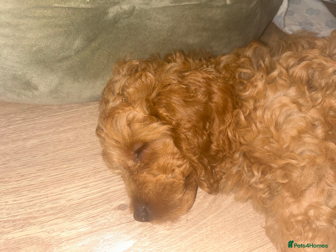 Cockapoo dogs for sale: Male cockapoo puppy 10 weeks old - Image 4