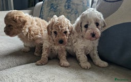 Mixed Breed dogs for sale: Maltipoo f2 very friendly - Image 6
