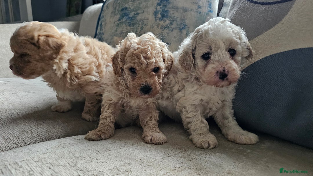 Mixed Breed dogs for sale: Maltipoo f2 very friendly - Image 6