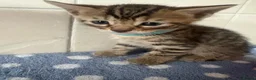 Bengal cats for sale: 🐾Stunning Bengal Kittens ready for Loving Homes🐾 - Advert 5