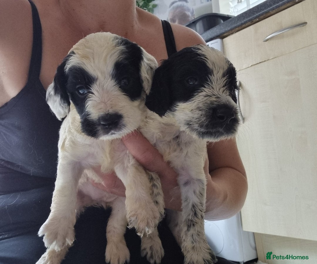 Cockapoo dogs for sale: Cockapoo puppies  - Image 18