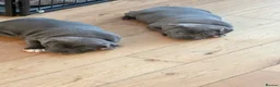 Staffordshire Bull Terrier dogs for sale: Staffordshire Bull Terrier puppies  in Burntwood - Advert 2