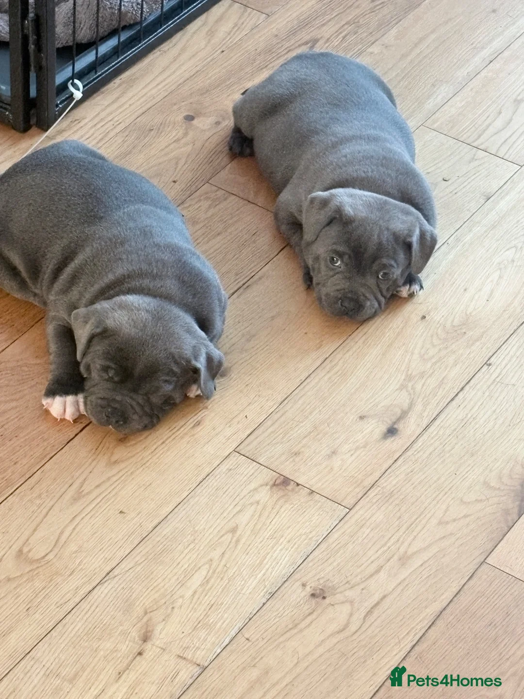 Staffordshire Bull Terrier dogs for sale: Staffordshire Bull Terrier puppies  in Burntwood - Advert 2