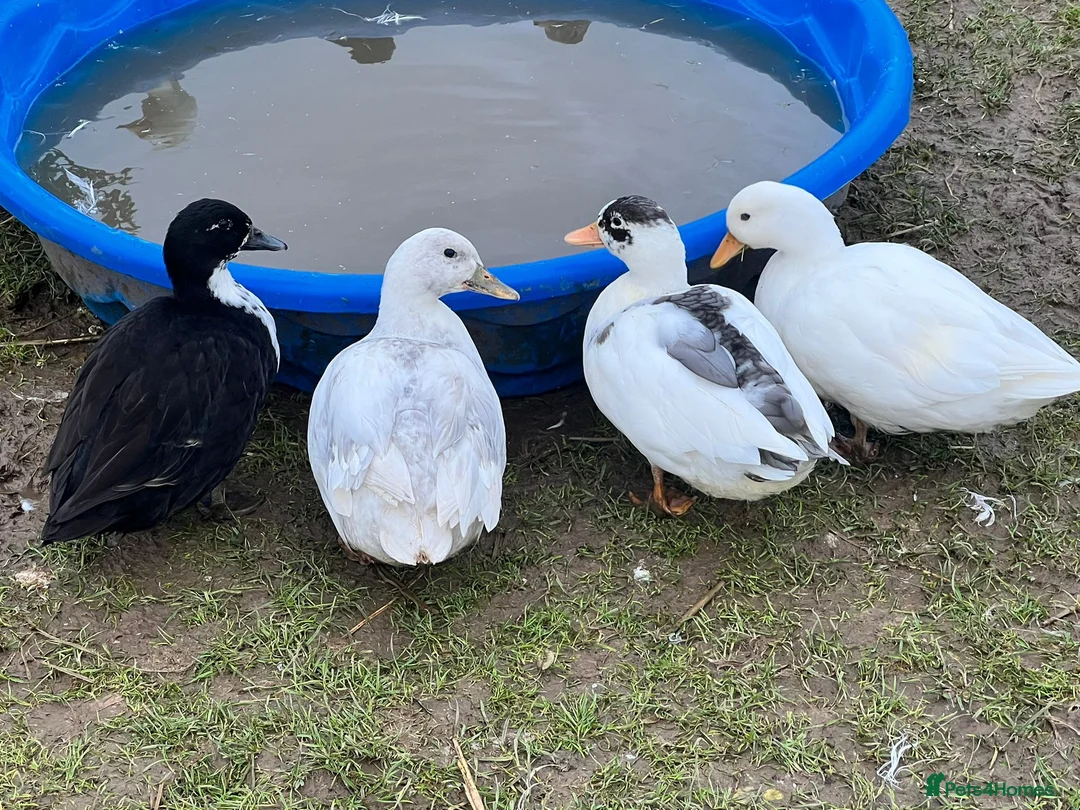 Ducks poultry for sale: Call ducks for sale  - Advert 1