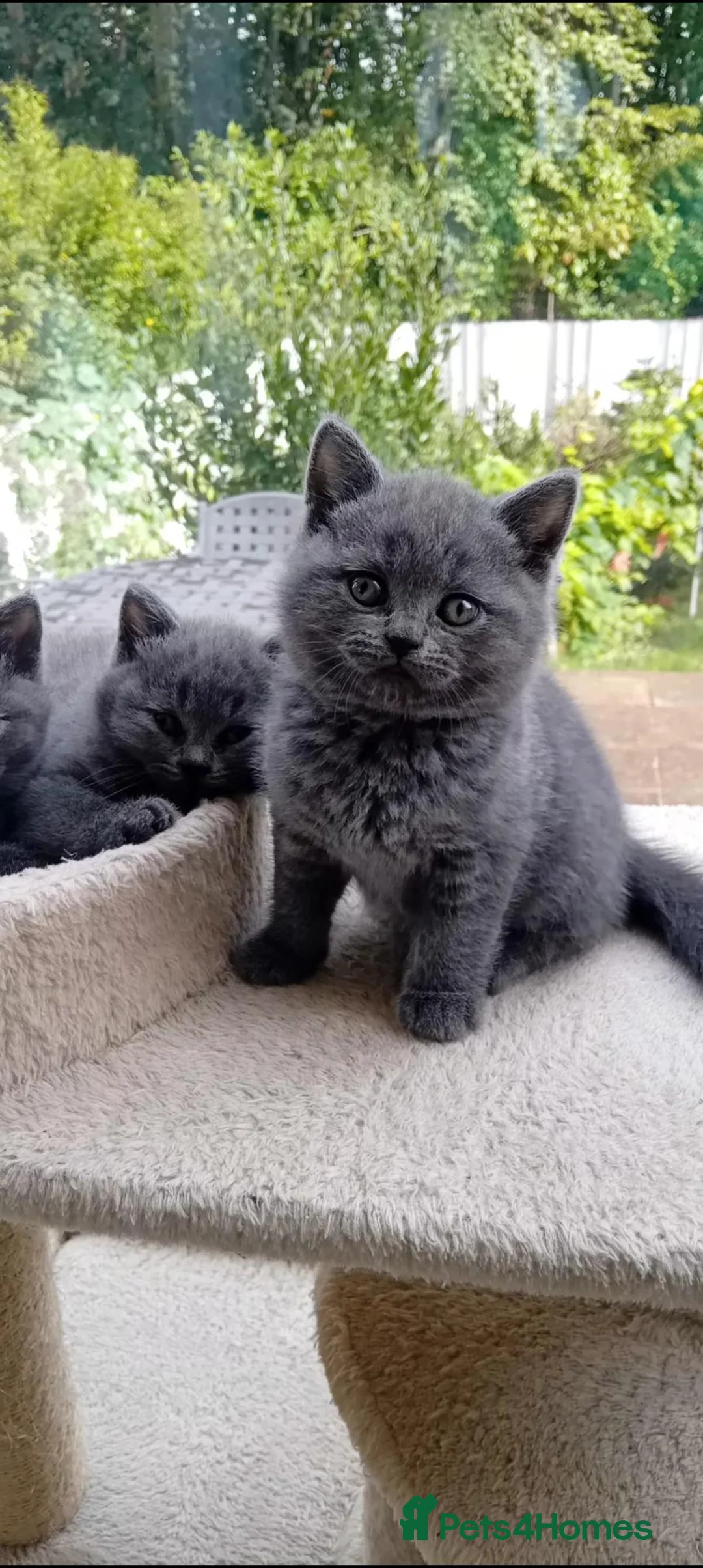 British Shorthair cats for sale: British Blue Shorthair  - Advert 37