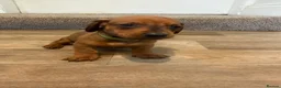 Dachshund dogs for sale: Standard Dachshunds Glasgow - Advert 6