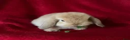 Mini Lop rabbits for sale: Adorable Mini Lop Rabbits - Advert 7
