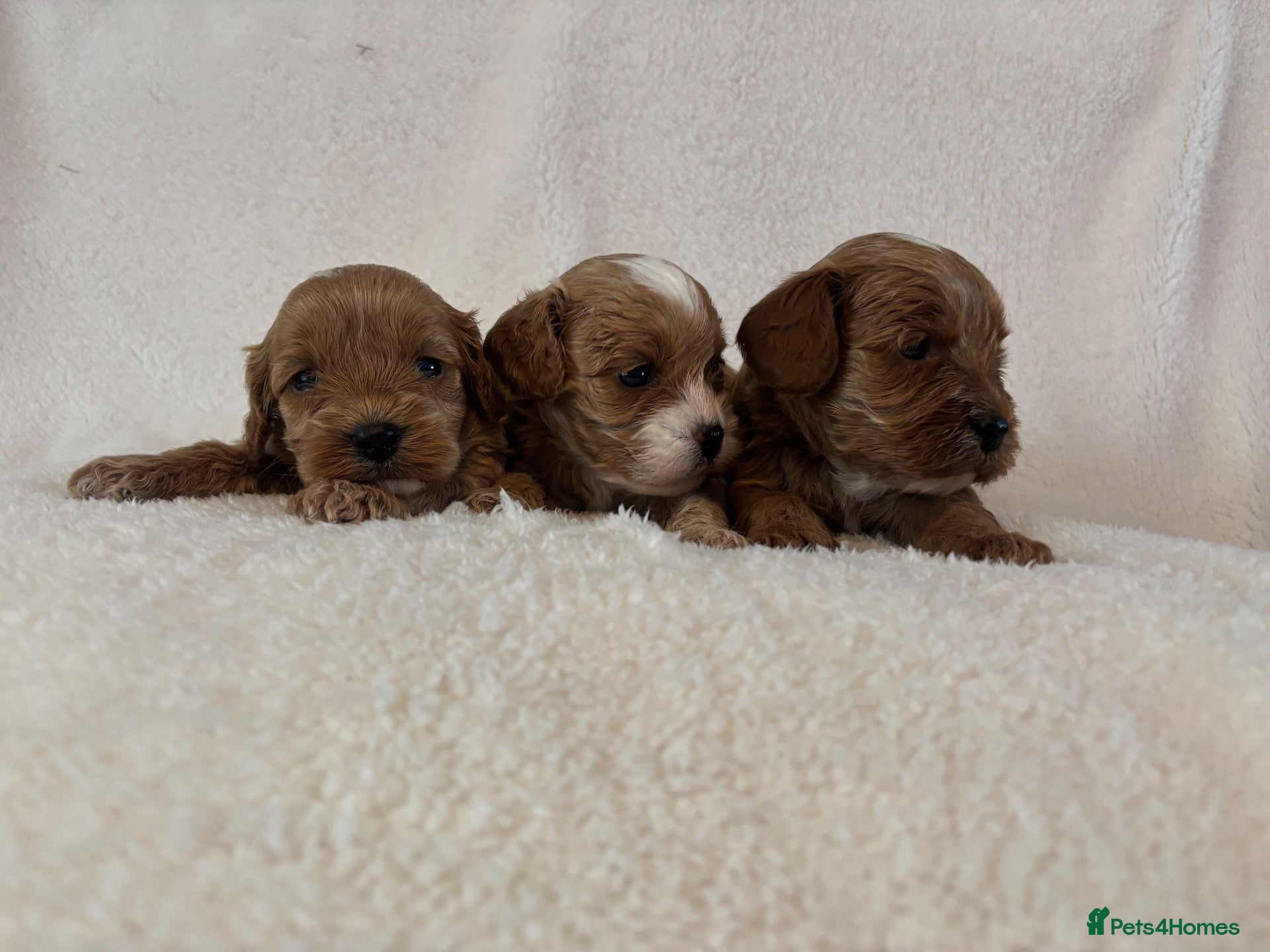 Cavapoo dogs Beautiful F1 Toy Cavapoo Puppies  - Advert 2