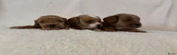 Cavapoo dogs for sale: Beautiful F1 Toy Cavapoo Puppies  in Grays - Advert 2