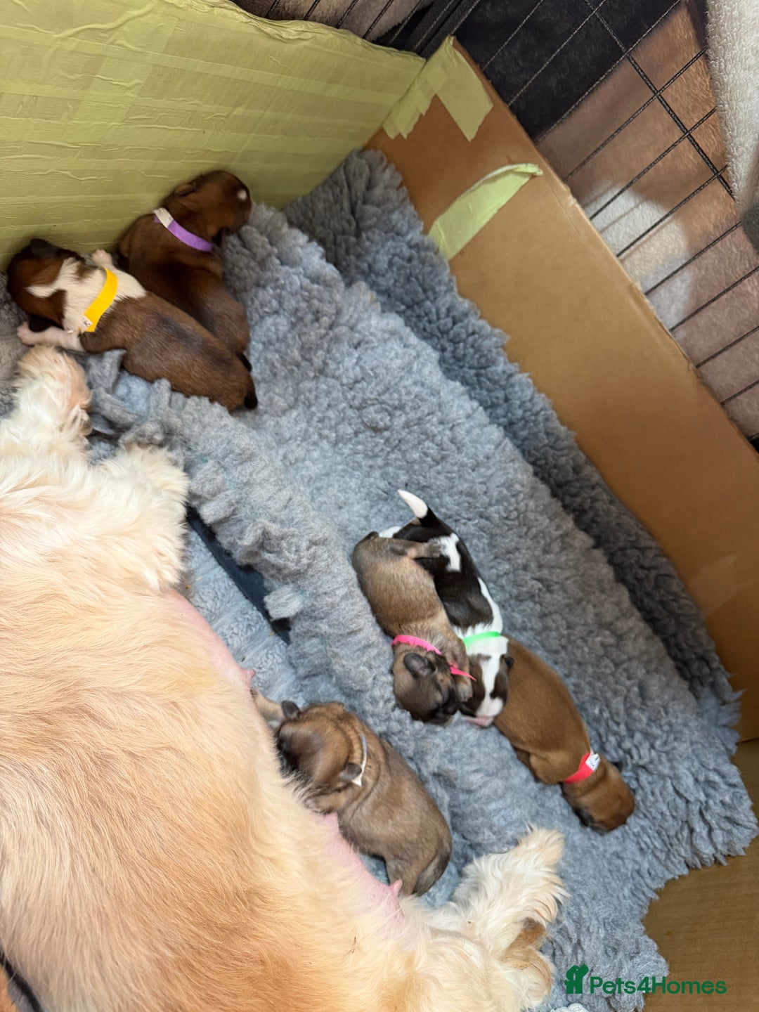 Shih Tzu dogs for sale: Shih Tzu puppy’s  - Advert 11