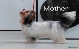 Biewer Terrier dogs for sale: Biewer - Image 4