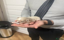 Chihuahua dogs for sale: Chihuahua puppies  - Image 15