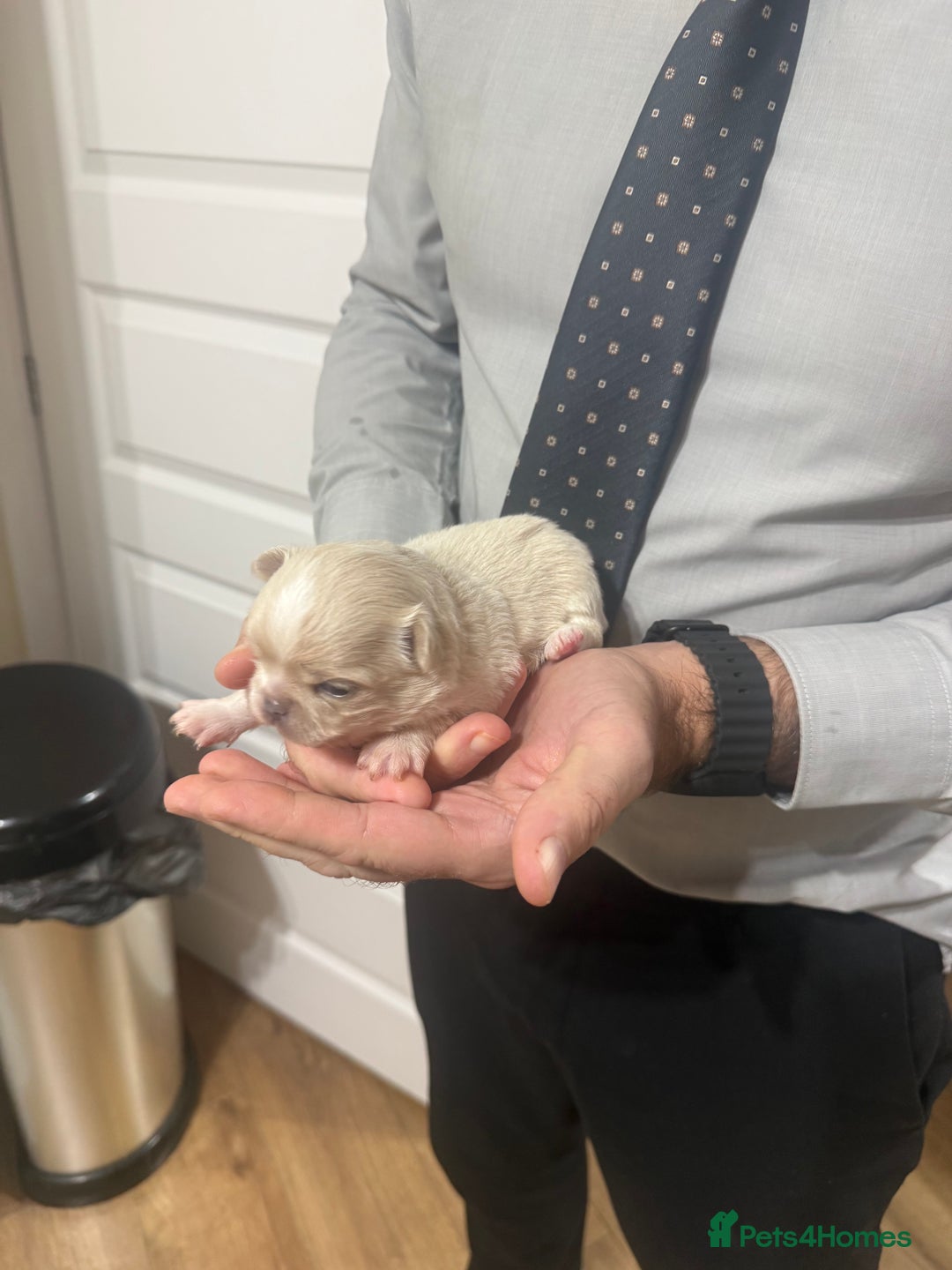 Chihuahua dogs for sale: Chihuahua puppies  - Image 15