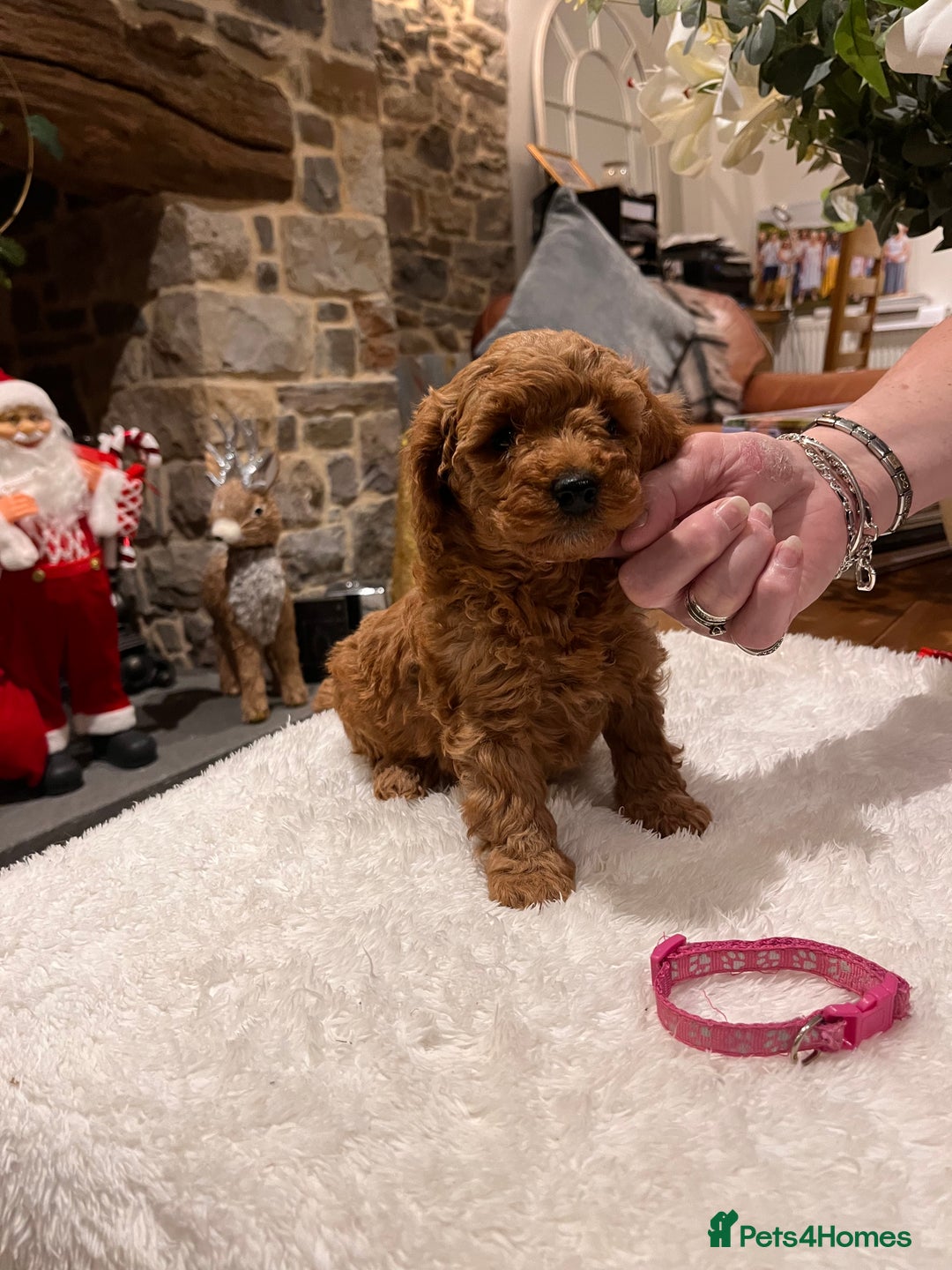 Toy Poodle dogs for sale: Stunning  Red Toy Poodle  puppies  - Advert 14