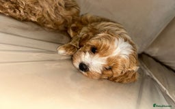 Maltipoo dogs for sale: Stunning Red Maltipoo Boys 🐶  - Image 14