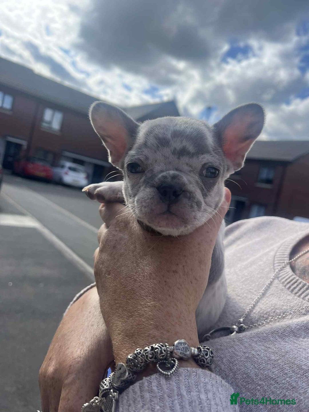 French Bulldog dogs for sale: Tri-colour Blue Merle Frenchie pups - Image 36