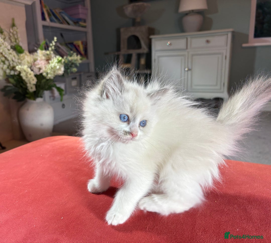 Ragdoll cats for sale: Blue GCCF pedigree Ragdoll kittens - Advert 5