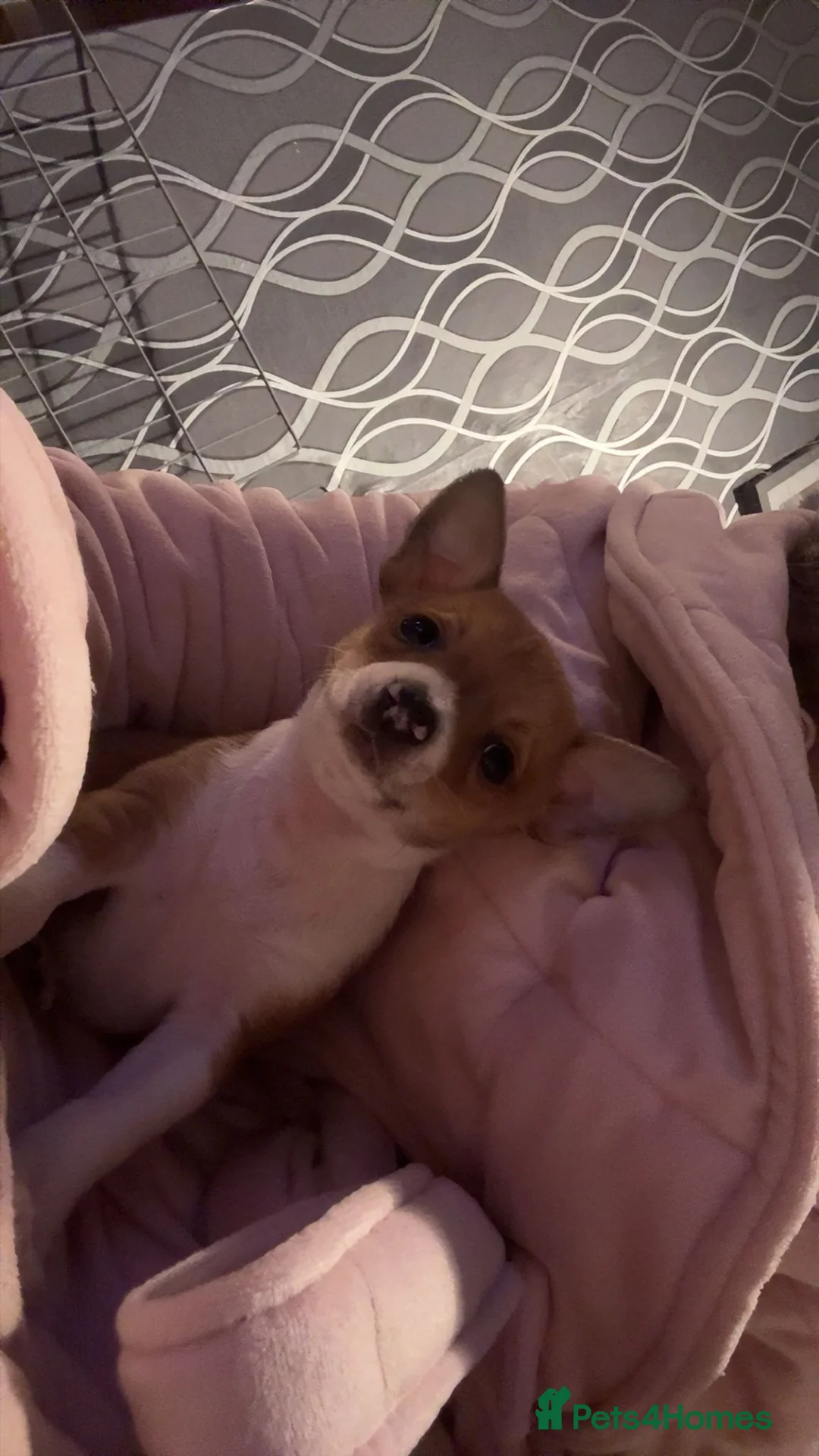 Chihuahua dogs for sale: Amazing pomchi babies  - Advert 8