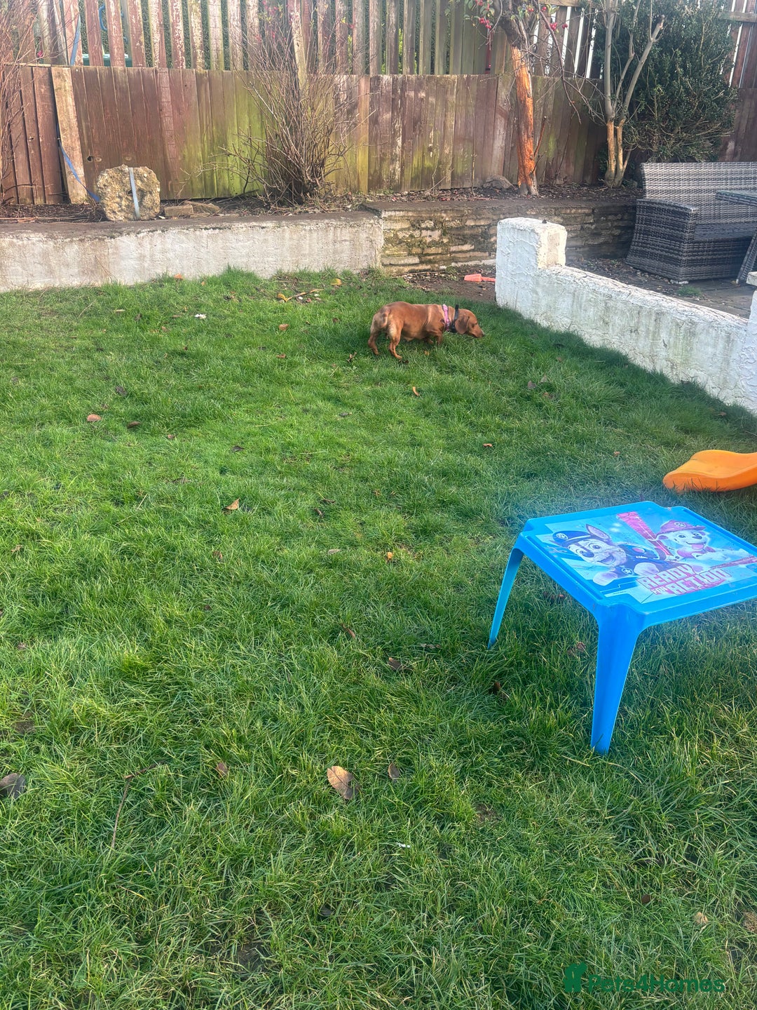 Miniature Dachshund dogs for sale: Pure midi dachshund red - Advert 3