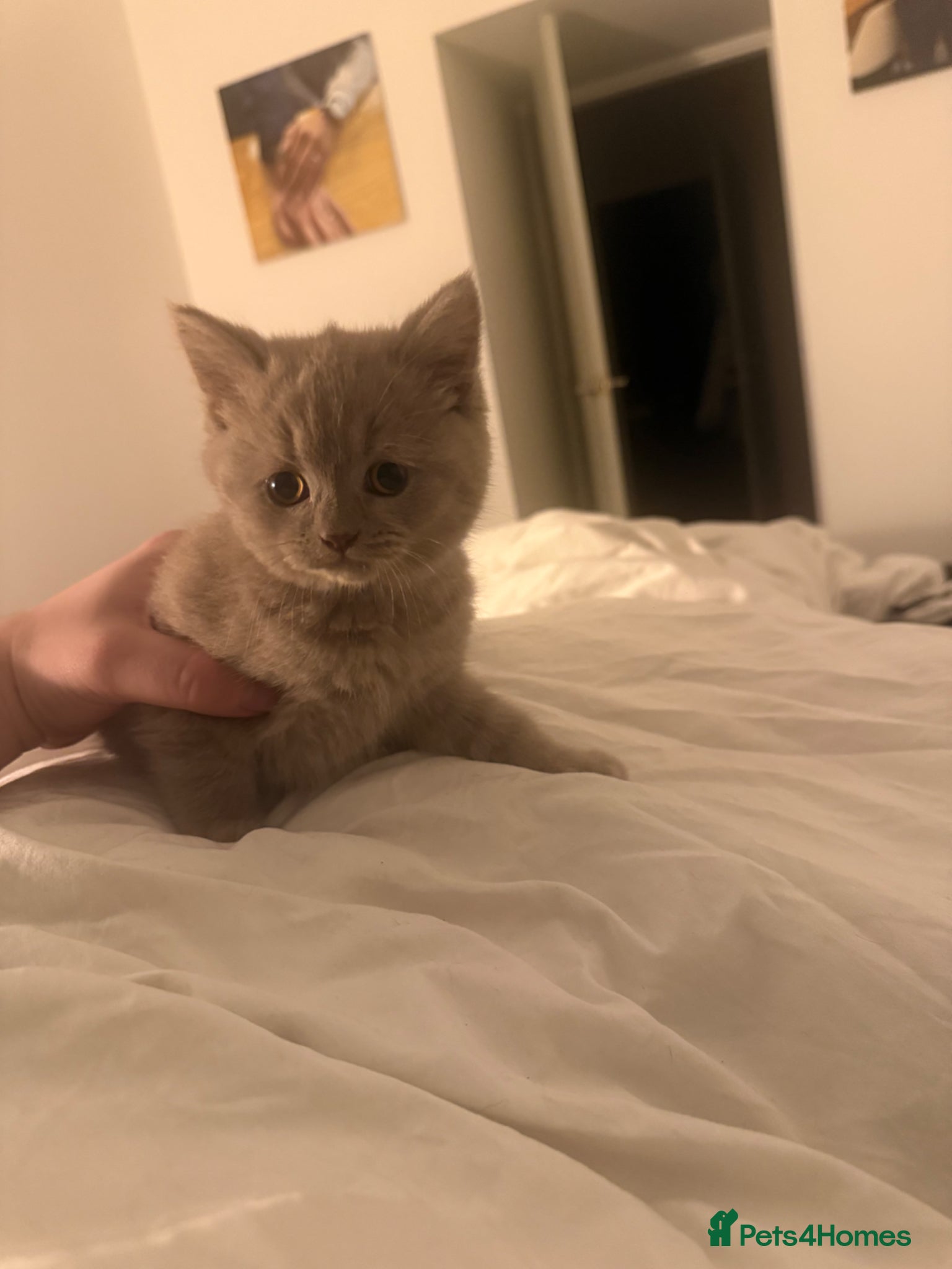 British Shorthair cats Gorgeous beautiful British short hair kitten - Advert 1