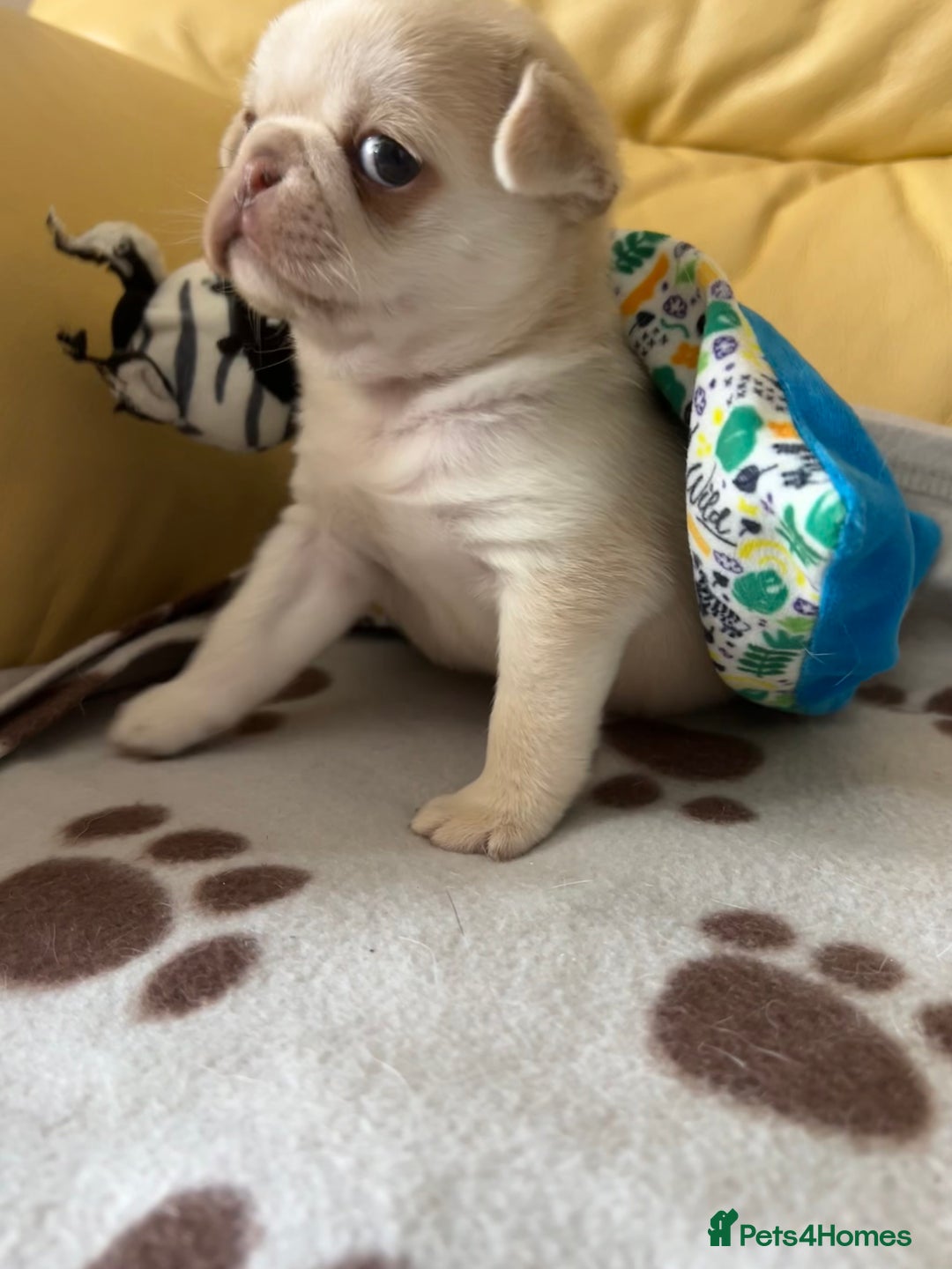 Pug dogs for sale: 1 gorgeous pug boy  - Image 7