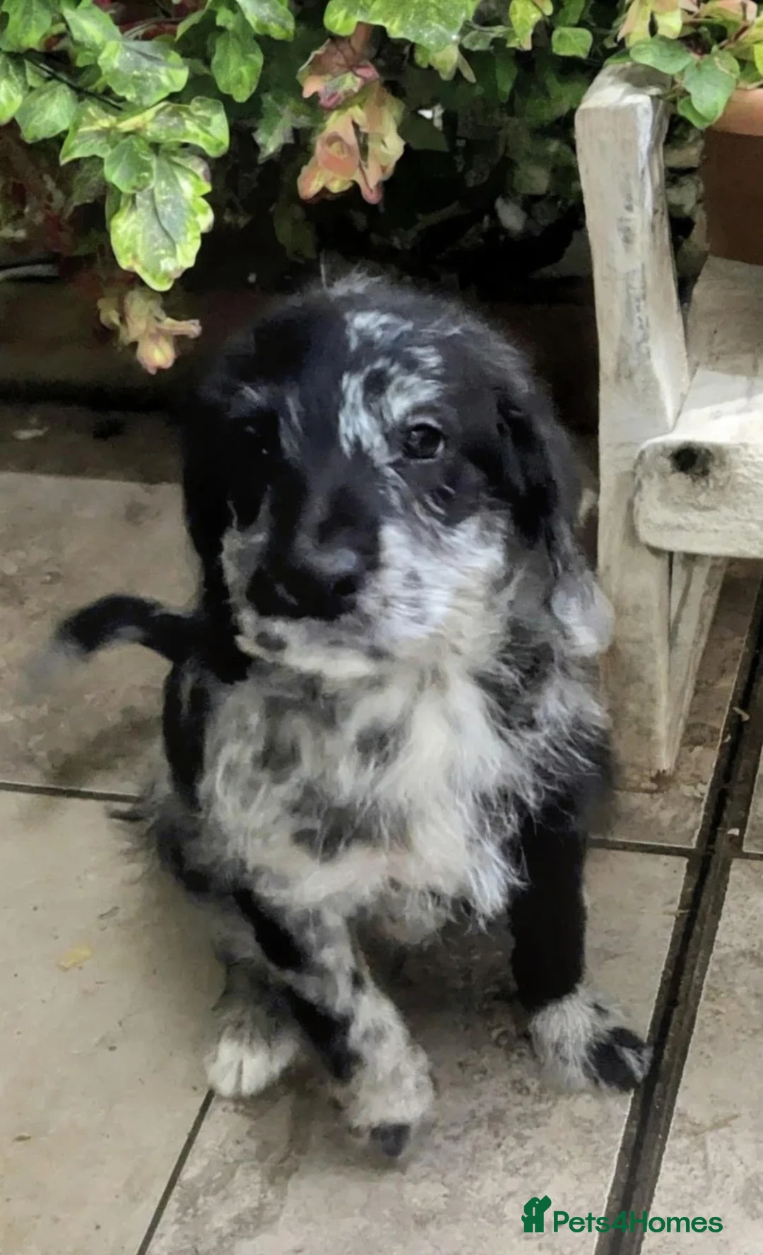 Labradoodle dogs for sale: Labradoodle puppys in Portsmouth - Advert 4