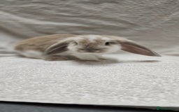 French Lop rabbits for sale: Beautiful French Lop Bunnies - Image 23