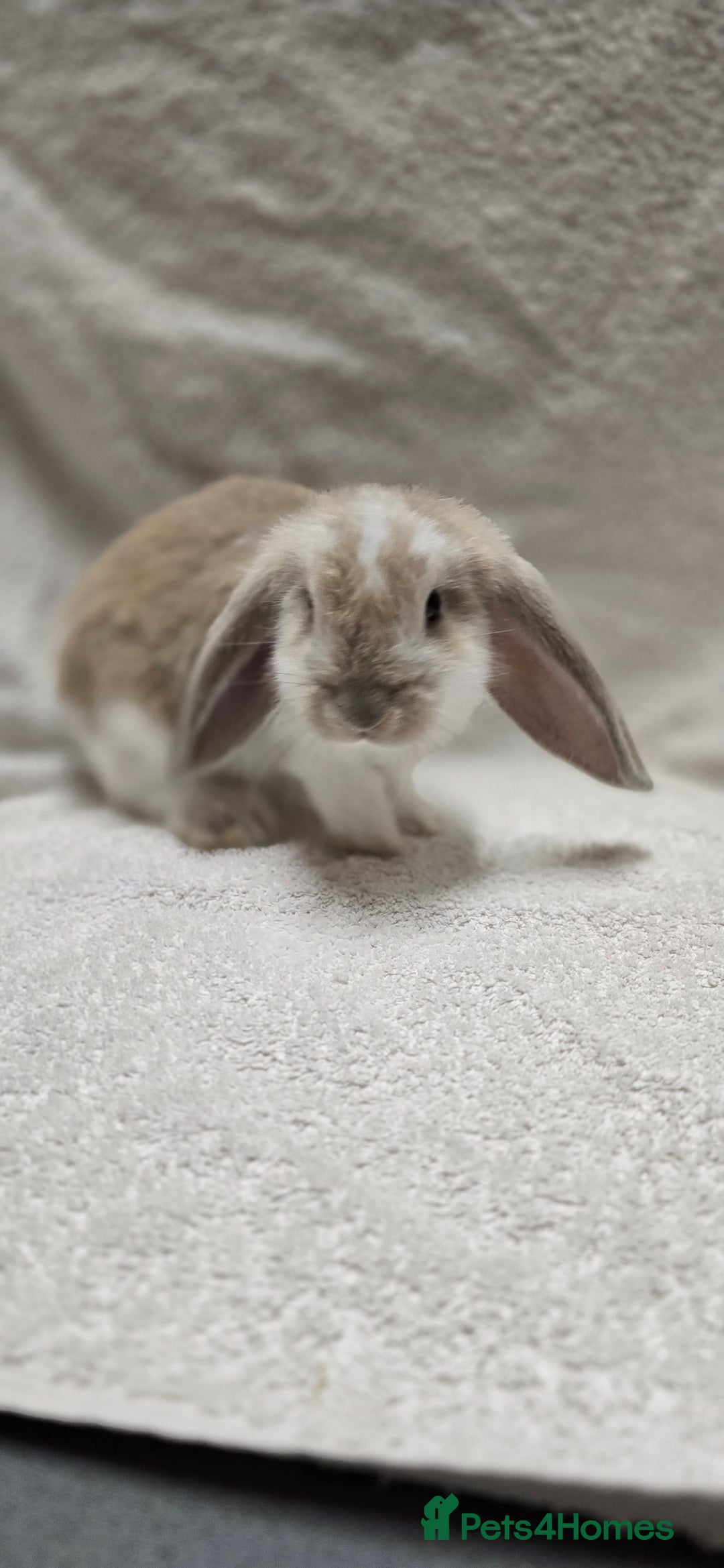 French Lop rabbits for sale: Beautiful French Lop Bunnies - Image 23