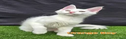 Maine Coon cats for sale: Ready now-Tica Maine Coon Kittens  - Advert 2