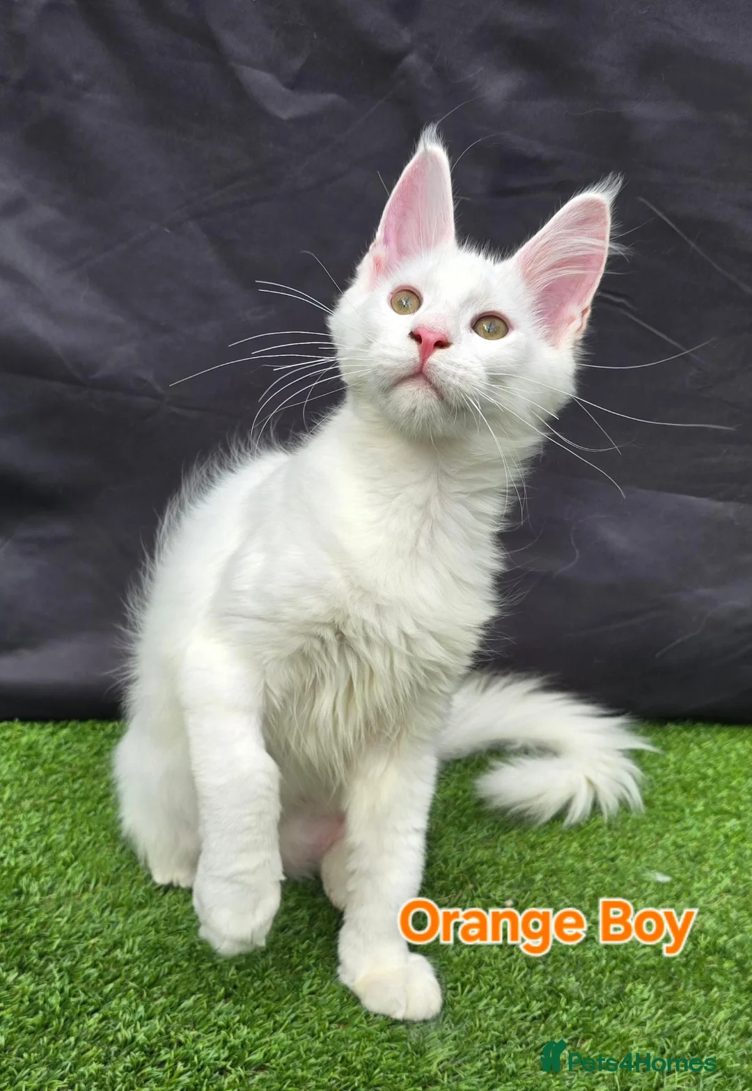Maine Coon cats for sale: Ready now-Tica Maine Coon Kittens  - Advert 2