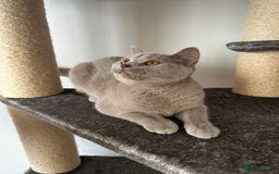 British Shorthair cats for sale: British shorthair female - Image 5