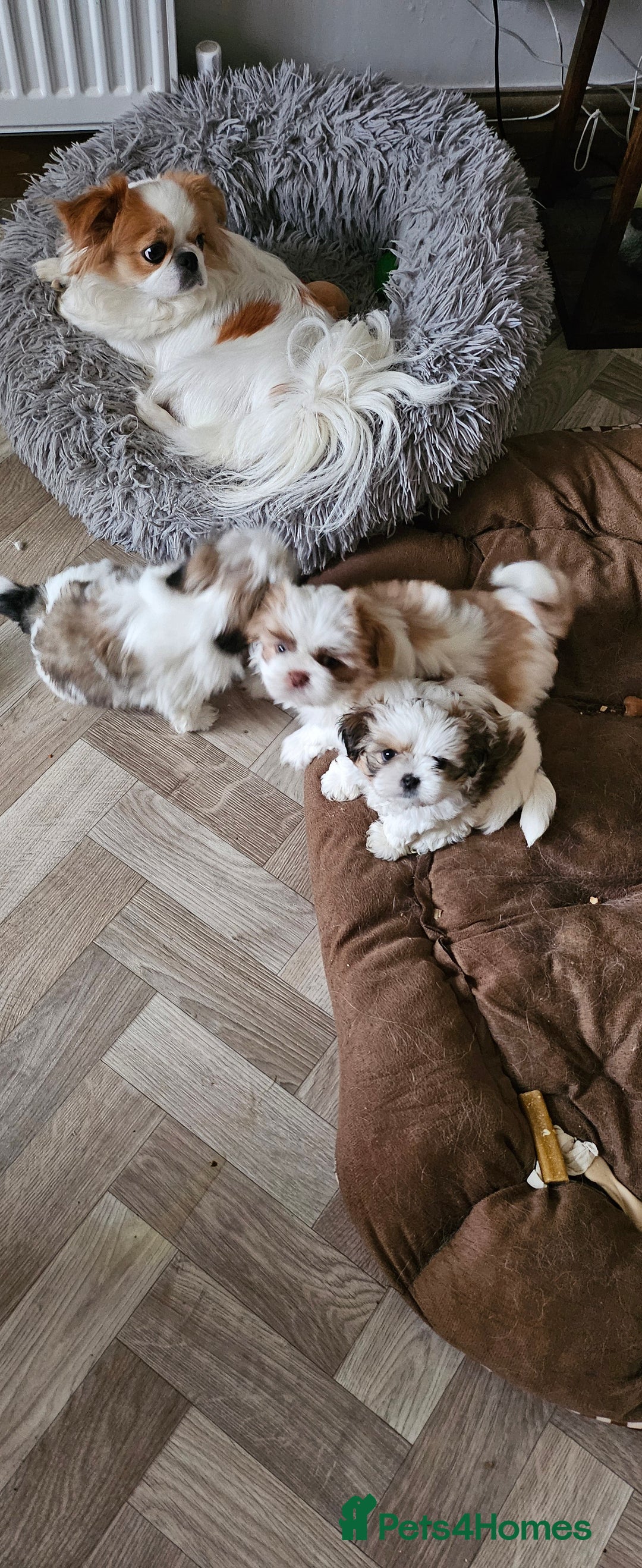 Mixed Breed dogs for sale: 4 beautiful little puppies chihuahua/shih tzu X - Advert 30