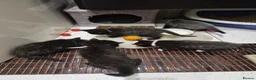 Mixed Breed cats for sale: Kittens   - Advert 9