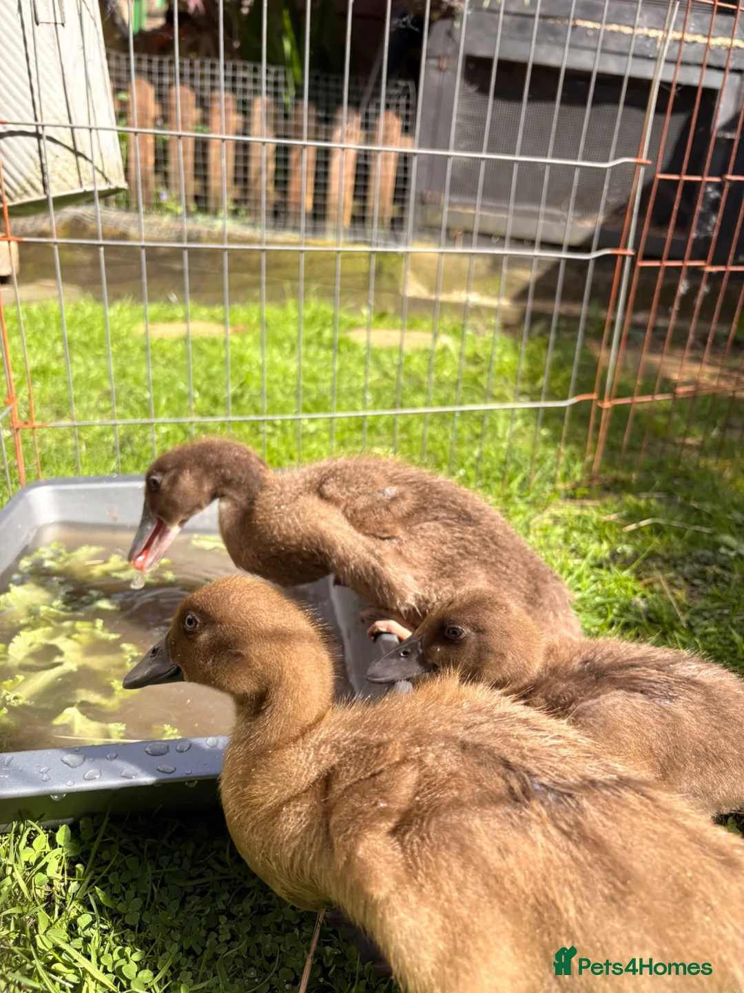 Ducks poultry for sale: Khaki Campbells  in Darwen - Advert 2