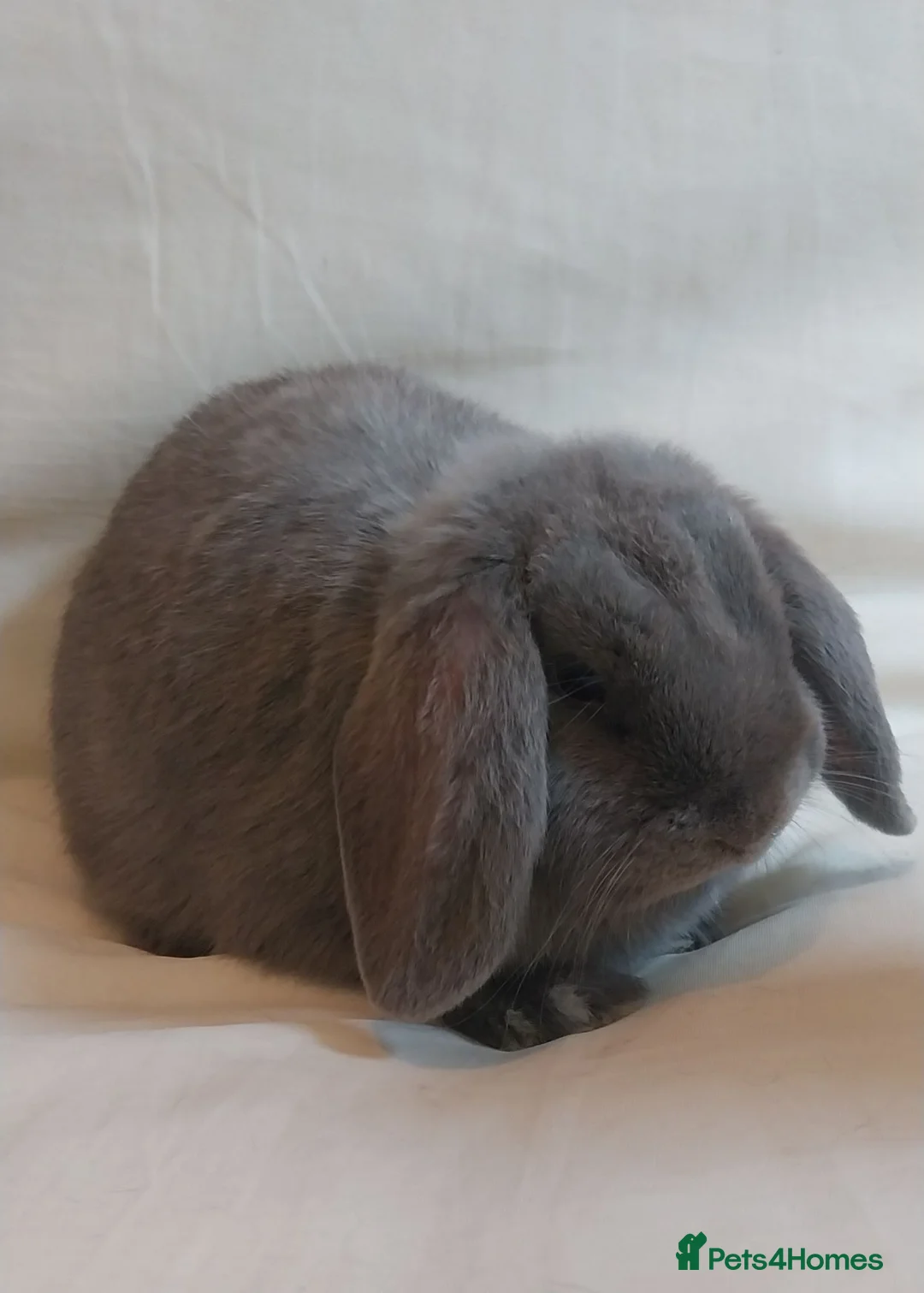 Mini Lop rabbits for sale: Baby mini lop - Advert 2