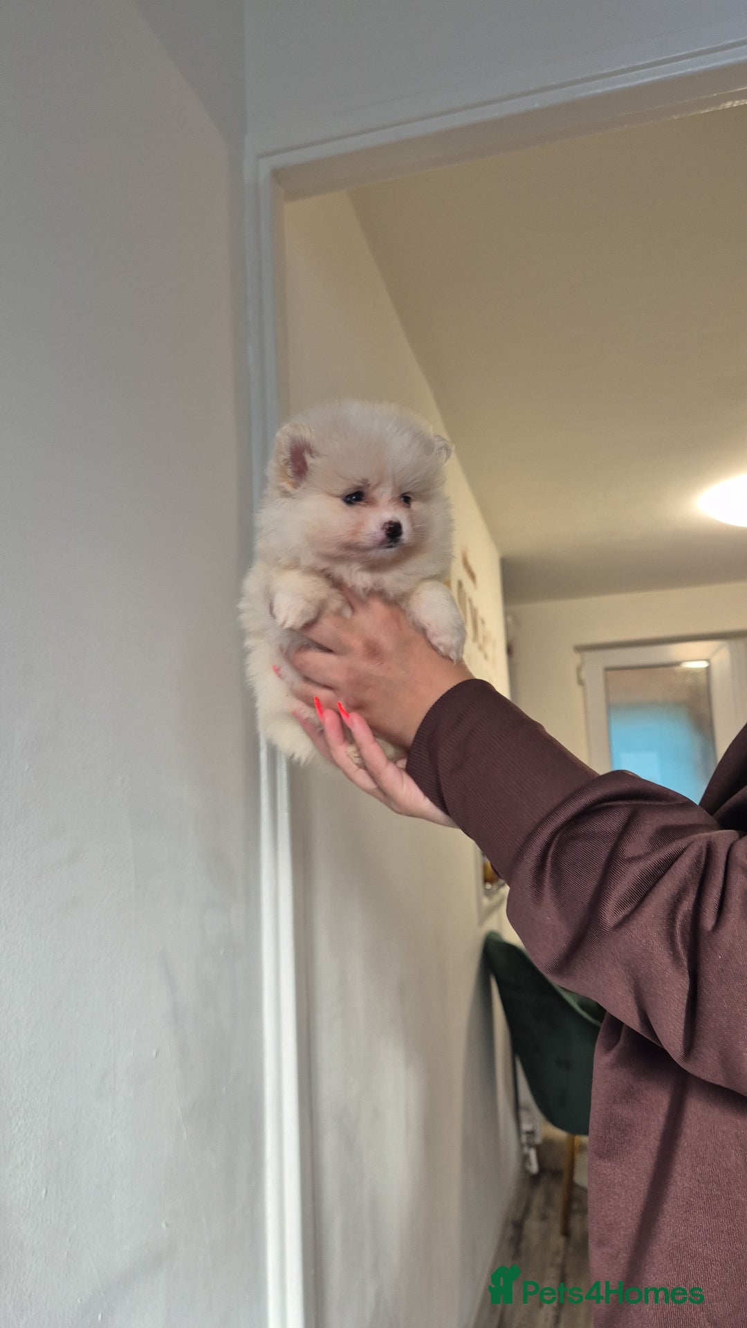 Pomeranian dogs for sale: HIGH QUALITY TEDDY Face POMERANIAN ** 💕💞💓💞💕 - Image 10