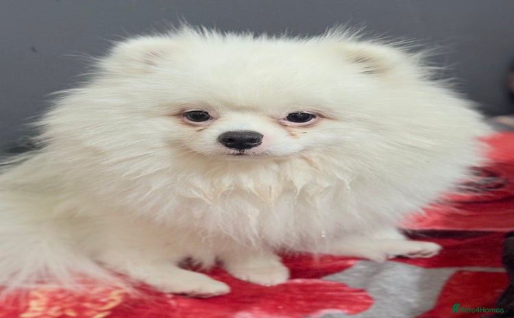 Pomeranian dogs - Advert 1