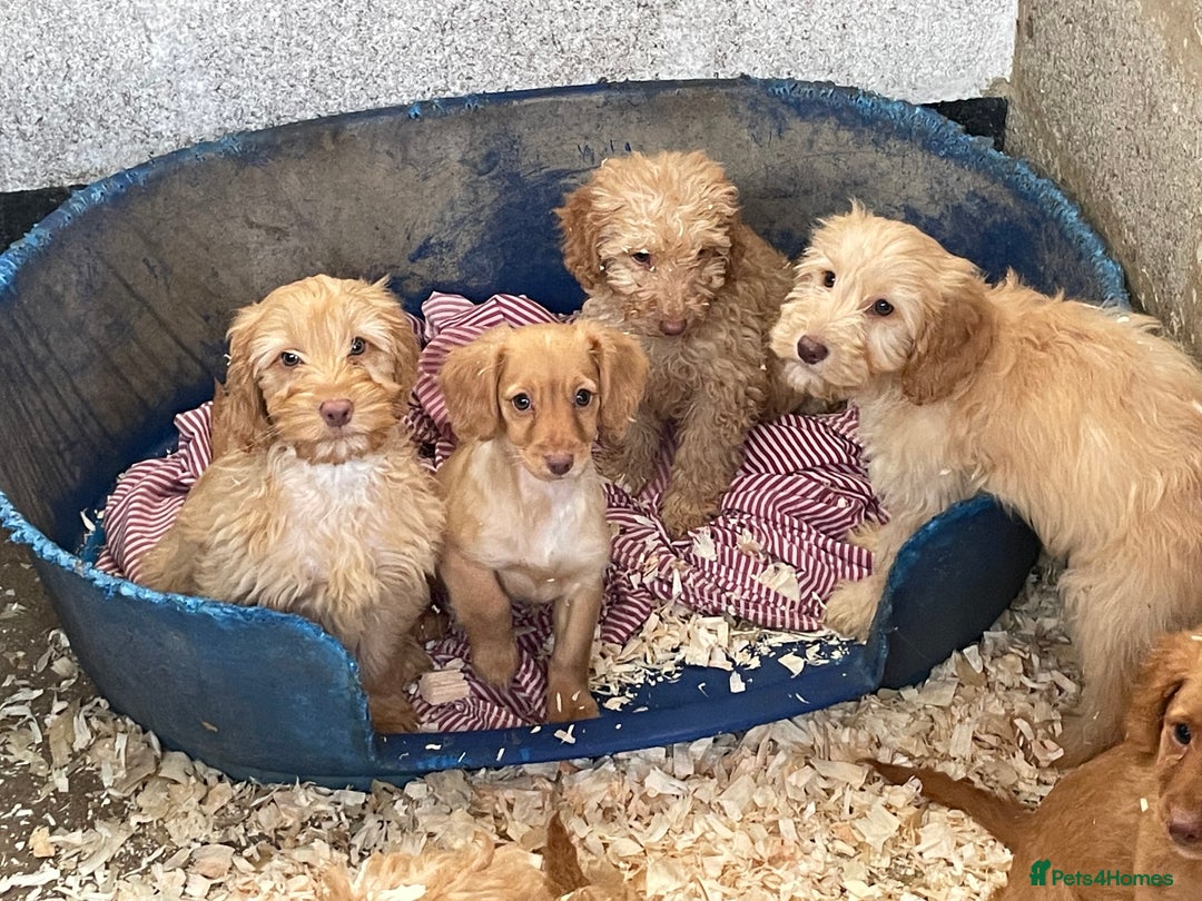 Cockapoo dogs for sale: Cockapoo puppies  - Advert 19