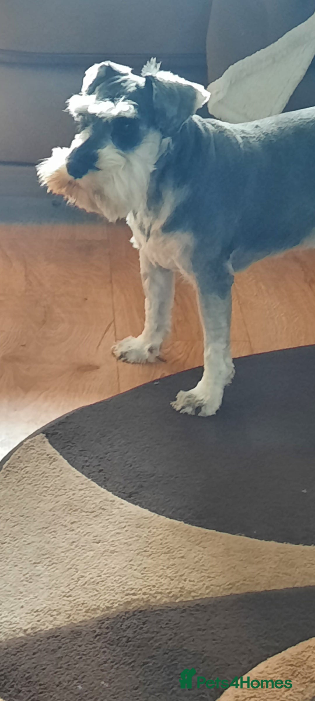 Miniature Schnauzer dogs for sale: KC REG MINI SCHNAUZER MAC AND EYE TESTED - Image 4